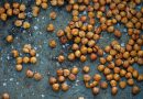 Roasted Chickpeas/Chana and its Health Benefits