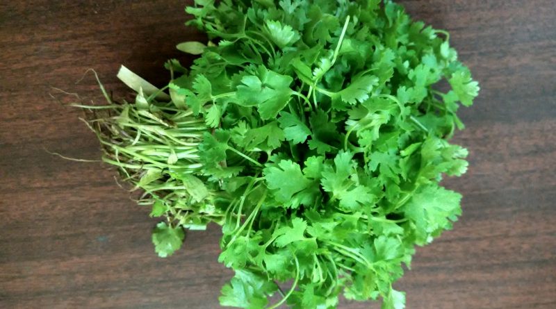 Coriander - Lets Redefine Lifestyle