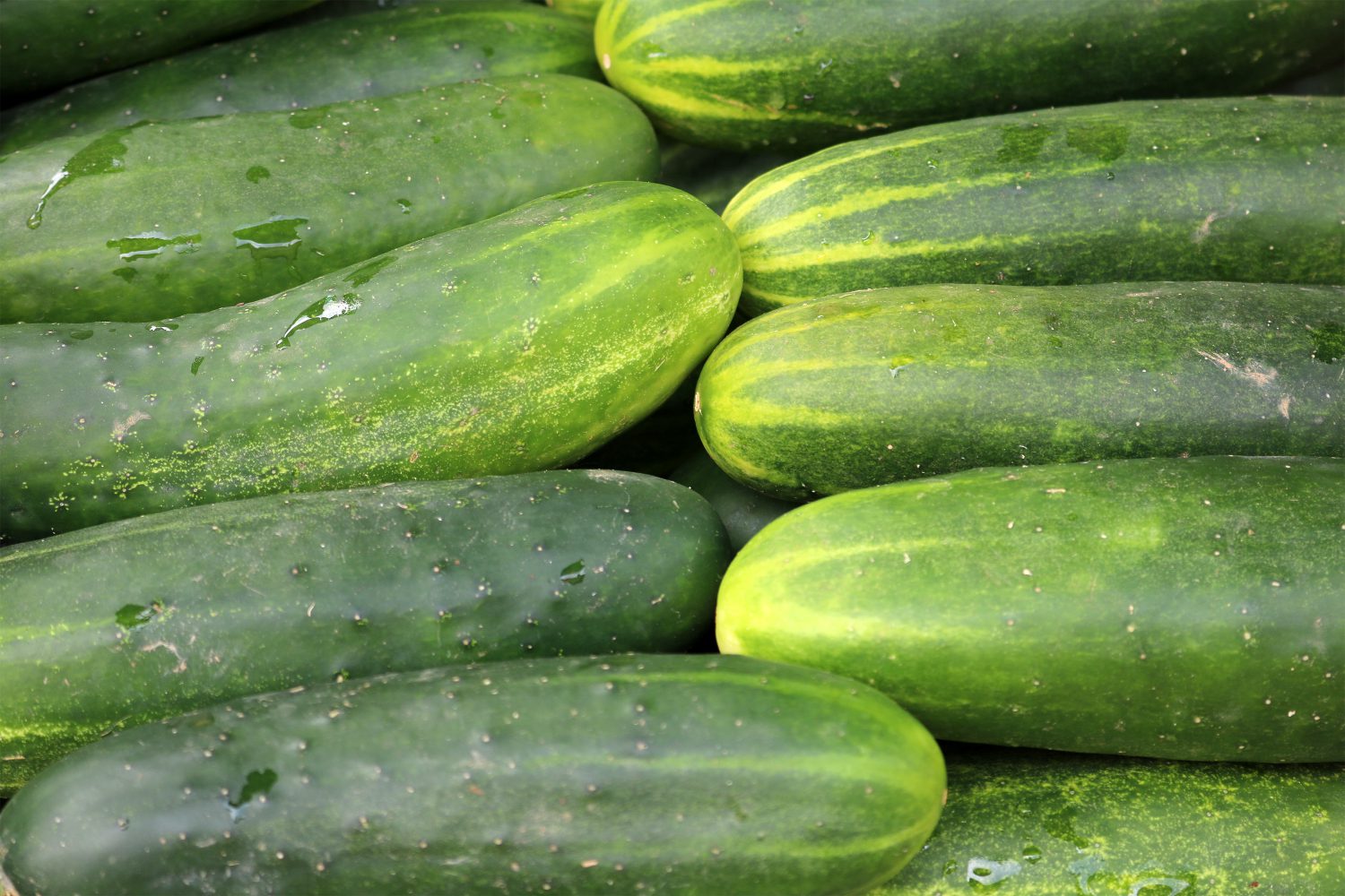 Cucumber